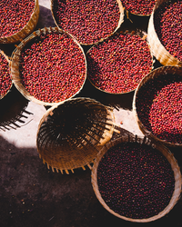 🇪🇹 Café Éthiopie Yrgacheffe Heirloom Nature – Jasmin Pêche Miel – Sapidité