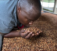 🇷🇼 Sapidité – Rwanda · Bourbon Rouge Anaérobie Lavé