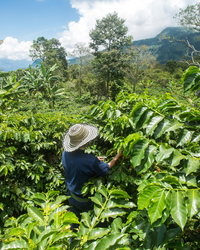 🇨🇴 Café Colombie Huila Bourbon Rose Nature – Cerise Noire Framboise Cacao – Sapidité